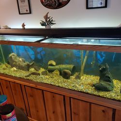 125 Gallon Fish Tank