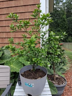 Lemon tree