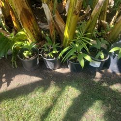 mini king palm trees 