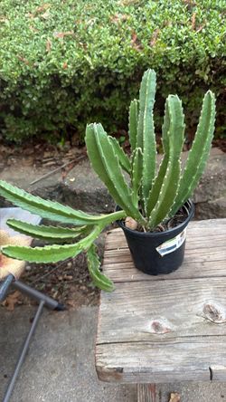 Zulu Giant Thornless Cactus. S.W.Arl