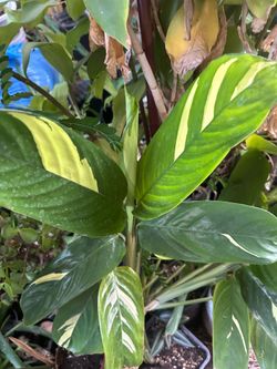 Planta