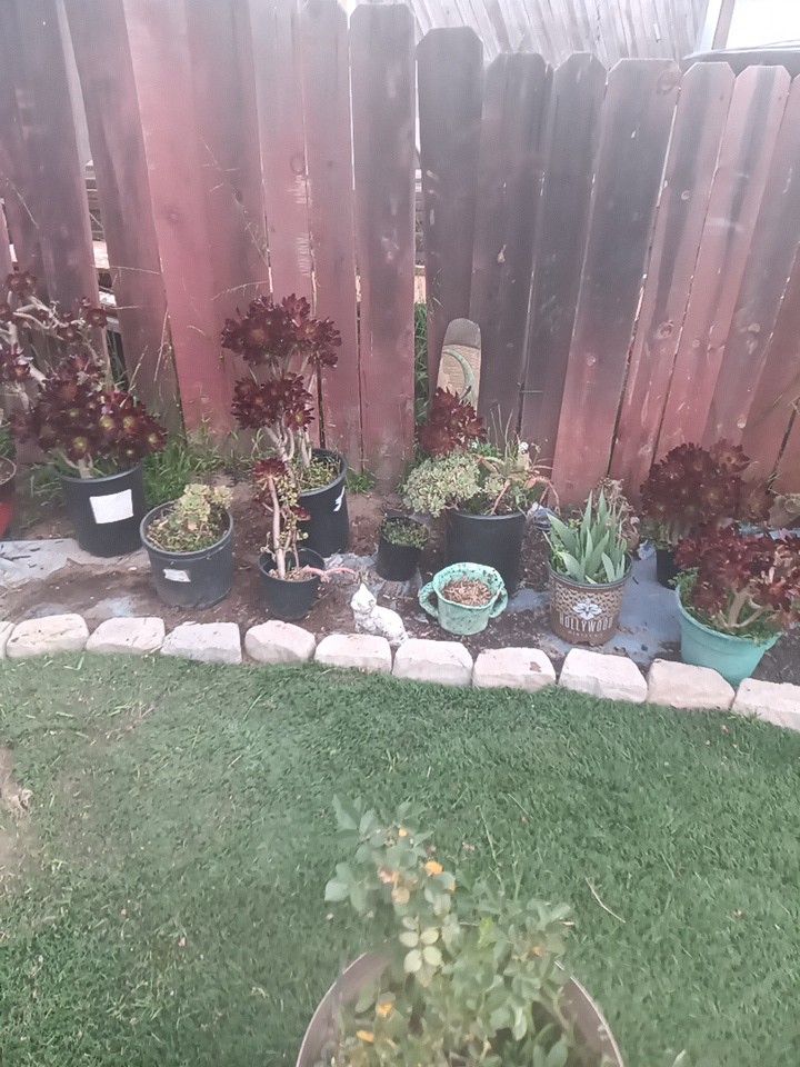 Succulents For Sale All Kinds