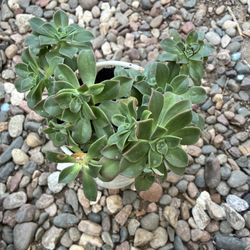 Heart Figure Haworths Aeonium 