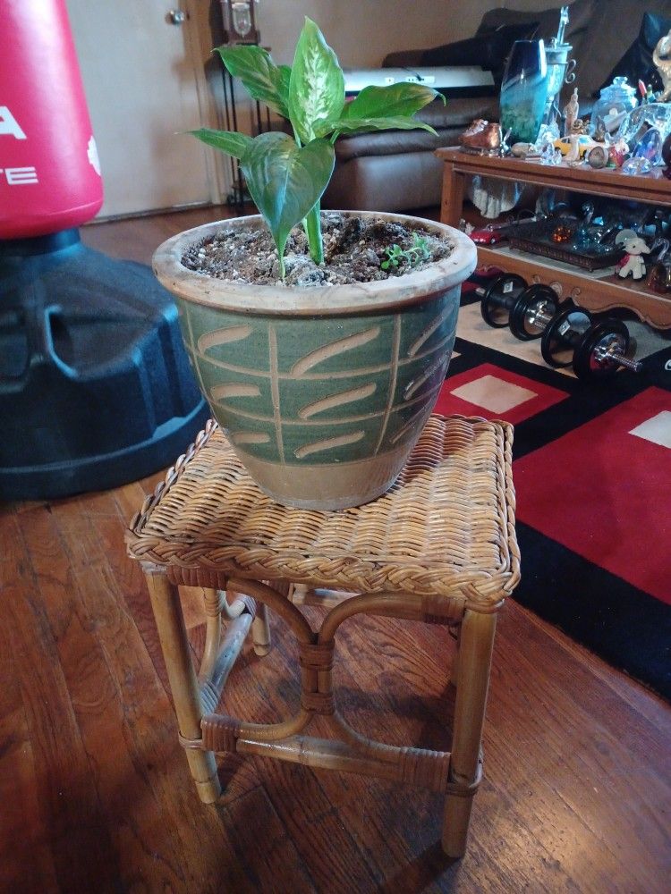 LOVELY SET PLANT REAL ❤️ POTS IS CERAMIC/ HEAVY/ TABLE RATTAN ❤️✨️ PRICE IS ALL