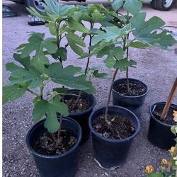 Black Fig Trees Almost three feet from the ground up $35 Each Price Firm