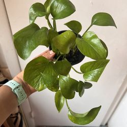 Golden Pothos Read Description ⬇️