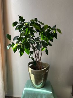 Ficus