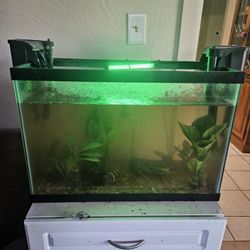 20 Gallon Tank 
