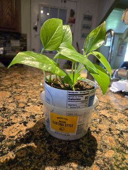 IVYS,VINE,POTHOS CLIMBING VINE PLANTS