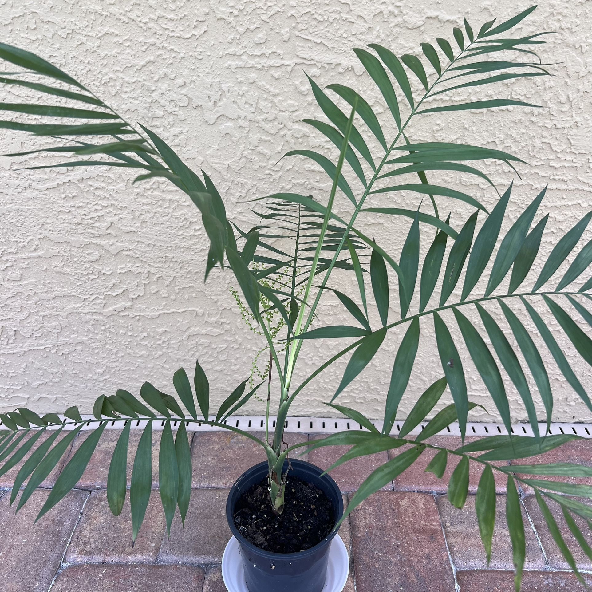 Live Pet Friendly Neanthe Bella Palm 🪴