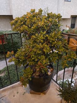 Large Jade Tree