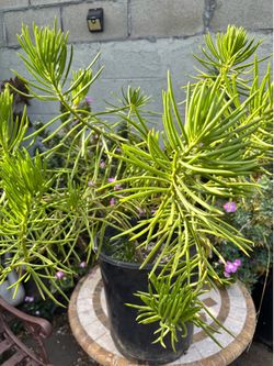 Succulent plant