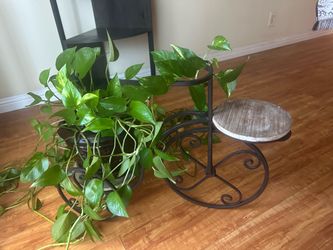 Antique Vintage Tricycle Plant Holder w/ Plant