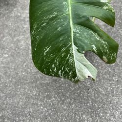 Variegated Monstera Albo Rooted Cutting (pls Read Description Below)