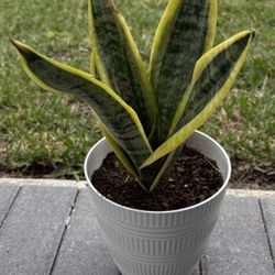 Snake Plant Sansevierias