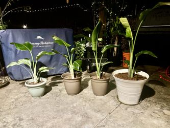 White Birds Of Paradise 