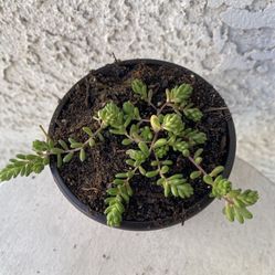 4 Inch Pot Rare Succulent Plant - Sedum Album - Athoum Stonecrop - Rooted & Established - Drought Resistant - 🪴