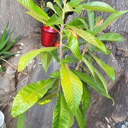 Loquat / MISPERO 