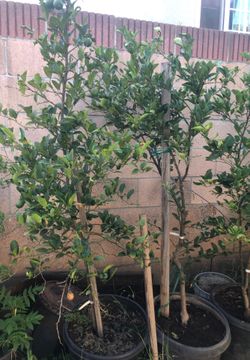 Mexicano Lemon tree