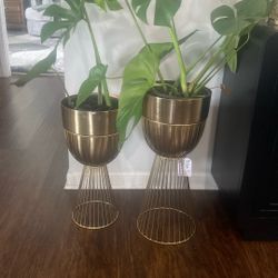 Two Stand With Real Plants 