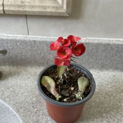 Garden Decor