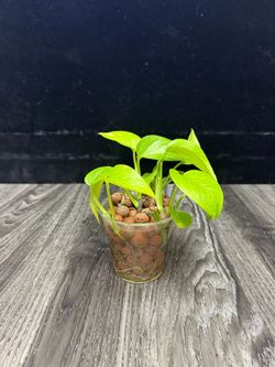 Pothos plant propagation