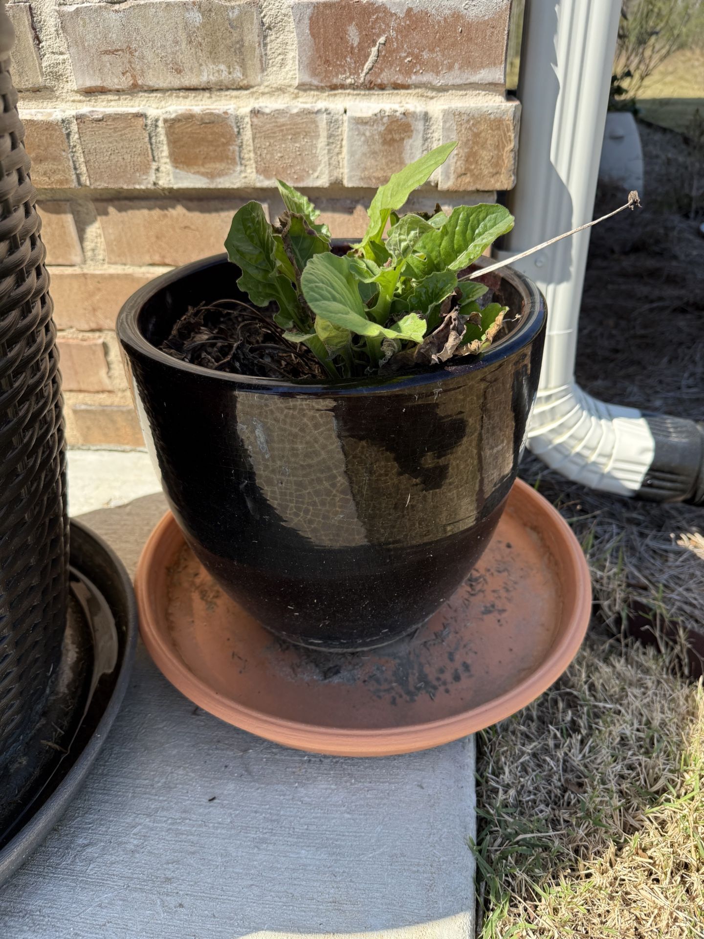 2 Potted Plants. Nice ceramic pots. Sold altogether. No holds. Cash only.