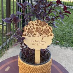 Alternanthera Purple Plant $15