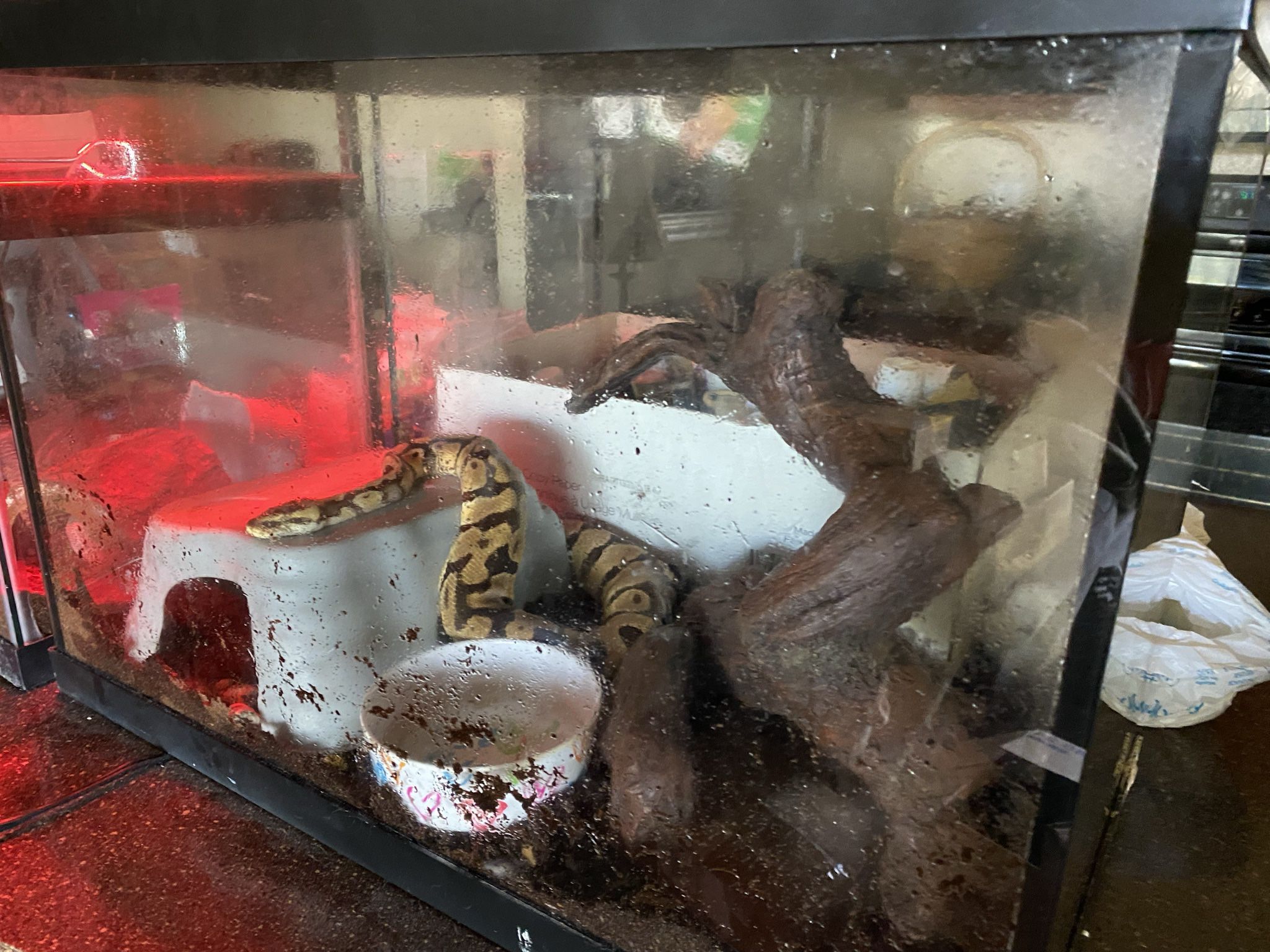 Tank For Sale Comes With Free Snake 