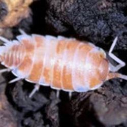 Orange Cream Isopod photos