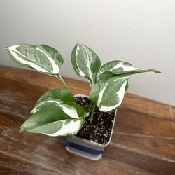 Pothos N’Joy Plants 🪴