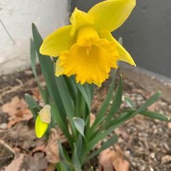 Outdoor Flowers - DAFFODILS
