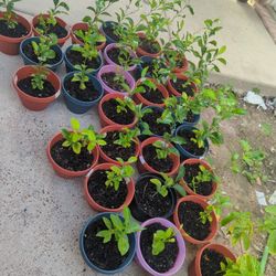 Mandarín Plants 🍊💯/Plantas De Mandarinas 🍊💯🔴