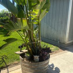 Muy Bonita Planta, White Bear