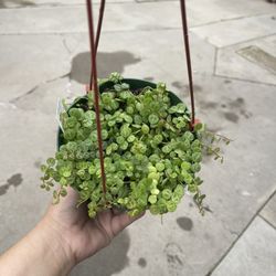 6” strings of turtles