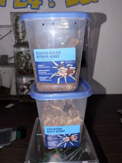 Tarantula Setup Enclosures