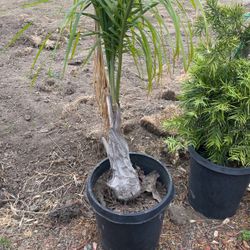 Queen Palm