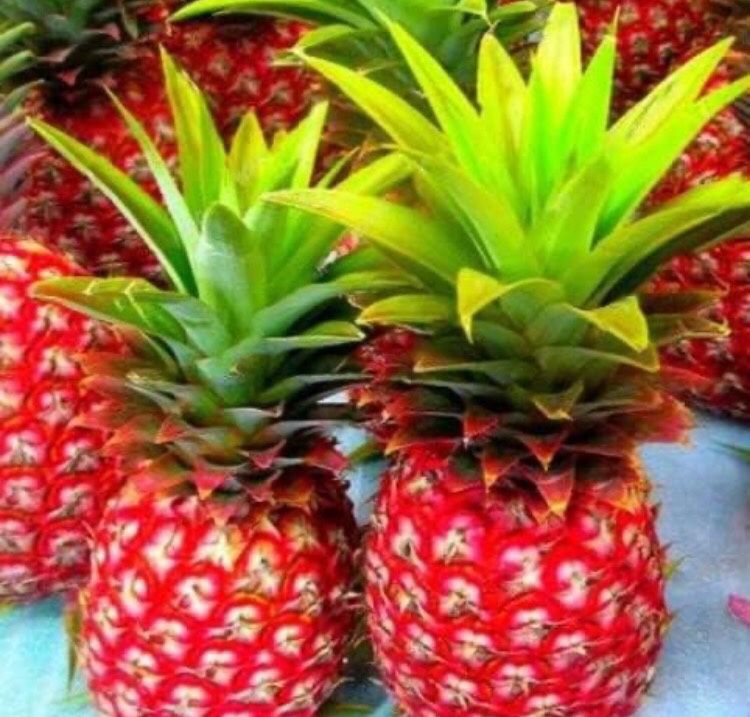 Red Mini Pineapple Fully Grown Plant 2 Gallon