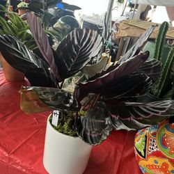 10” Ceramic Pot With Indoor Plant Today Only $25