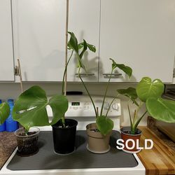 Monstera Deliciosa $3 to $5
