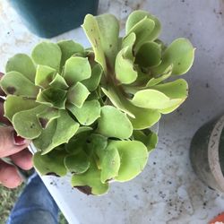 3 Succulent Plantain Pot