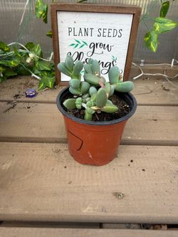 Ice plant succulent