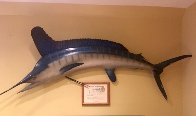 Taxidermied White Marlin