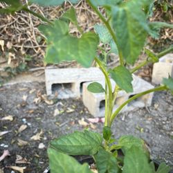 Tomato Plant