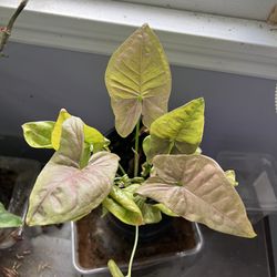 Pretty ARROWHEAD Plant 🪴- Indoor 