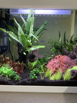 Nano fish tank