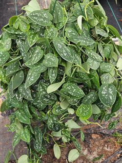 Huge Silver Pothos houseplant live