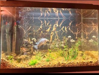 Aquarium tank