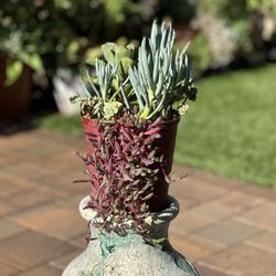 Assorted Succulent Plants 