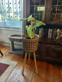 Woven Bamboo Plant Stand